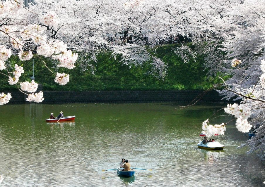Sakura in Tokyo: Cherry Blossom Experience - Highlights of the Sakura Experience
