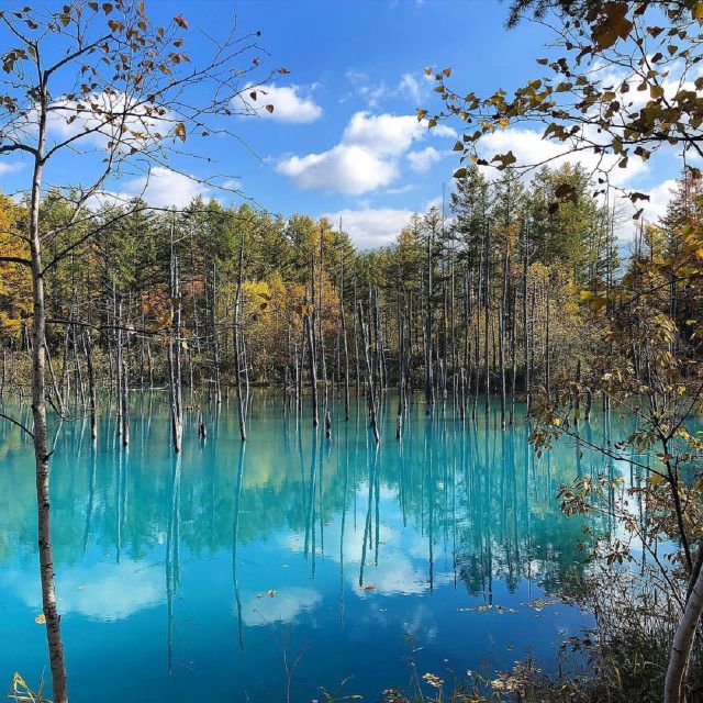 Sapporo: Biei Blue Pond & Furano Flower Farm Trip With Lunch - Highlights