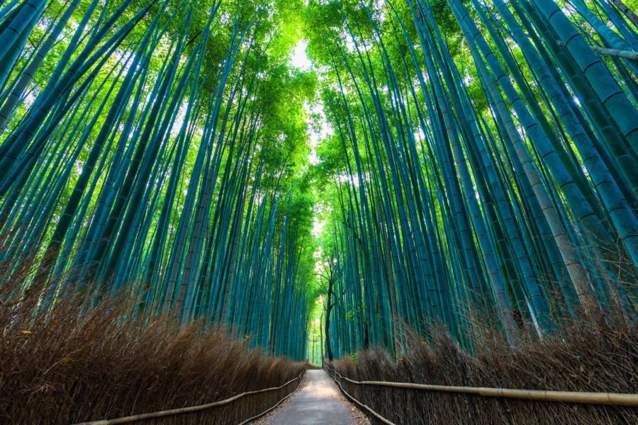 Hour Kyoto Bike Tour Through Arashiyama Bamboo Grove