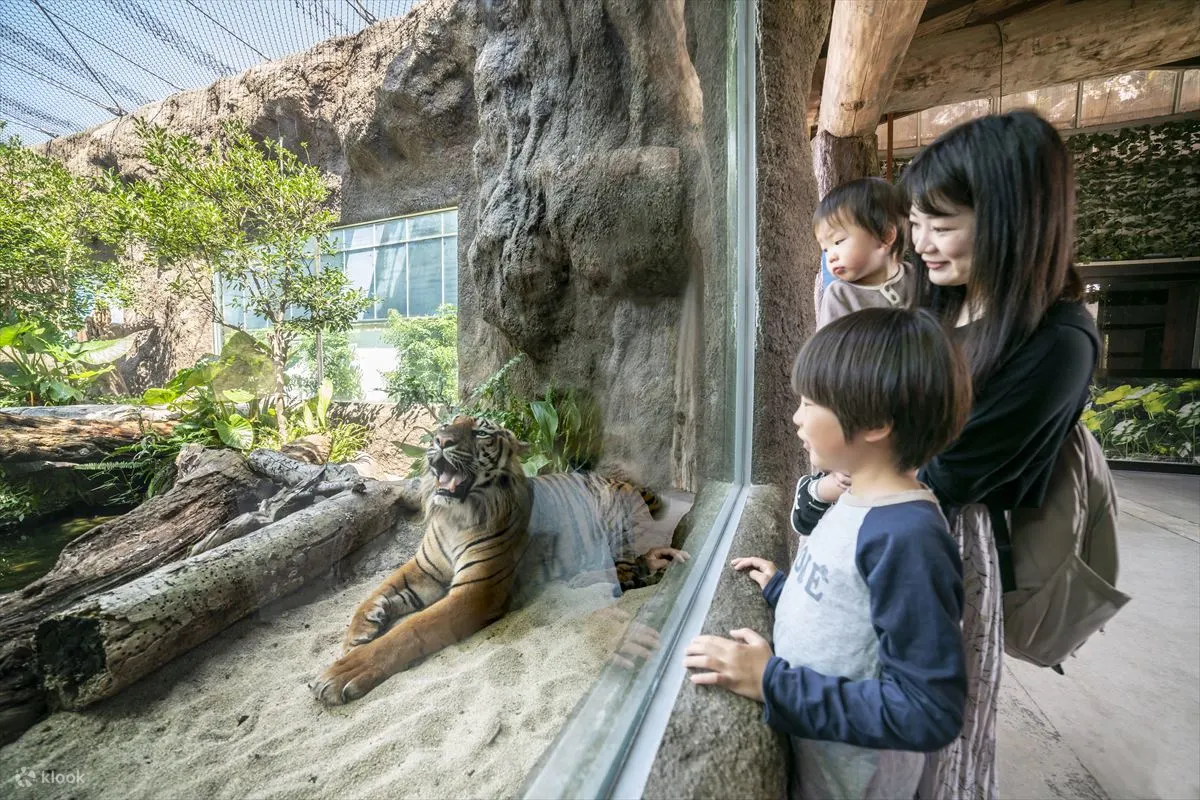 Kobe Animal Kingdom Admission Ticket - Meet Southern Tamandua and Other Unique Animals