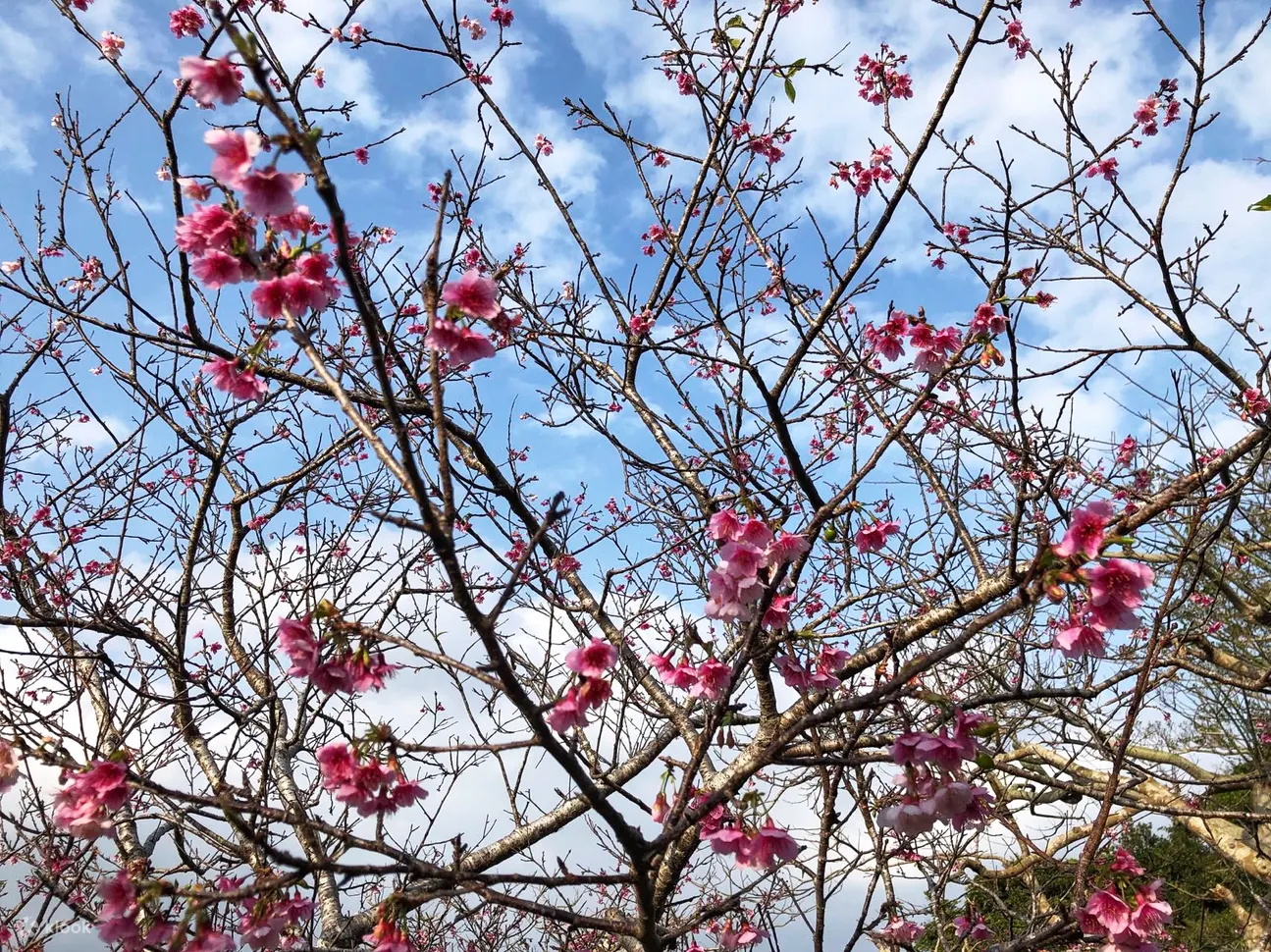 Southern Okinawa, Okinawa World and Senaga Island One Day Tour - Learning About Okinawan History and Culture