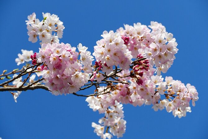 Cherry Blossom Private Tour - Tour Price and Terms & Conditions