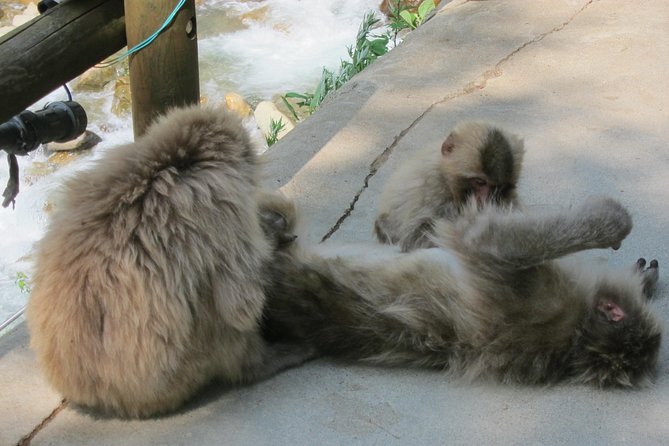 Explore Jigokudani Snow Monkey Park With a Knowledgeable Local Guide - Reviews