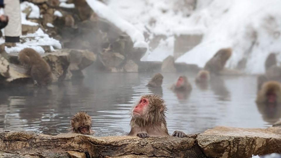 From Tokyo: Snow Monkey 1 Day Tour With Beef Sukiyaki Lunch - Meeting Point and Important Information