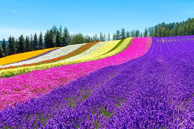 Hokkaido Highlights of Flower Blossom, Asahiyama Zoo& Blue Pond「Aoi-Ike」! - Must-See Attractions in Hokkaidos Flower Blossom Season