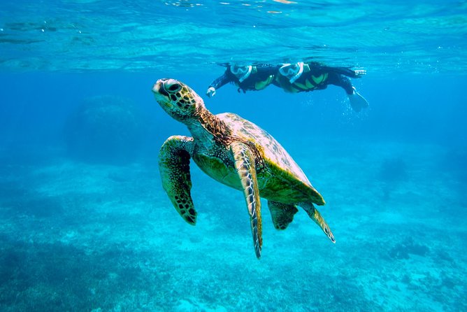 Miyakojima / Snorkel Tour to Swim With Sea Turtles - Swimming With Sea Turtles