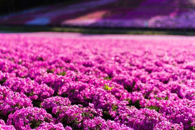 Mount Fuji Private Tour by Car With Pick up - Review Highlights