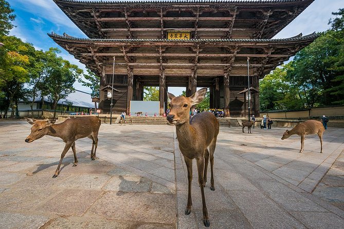 Nara Full-Day Private Tour Osaka/Kyoto Departure With Government-Licensed Guide - Proximity to Osaka and Kyoto: The Perfect Day Trip