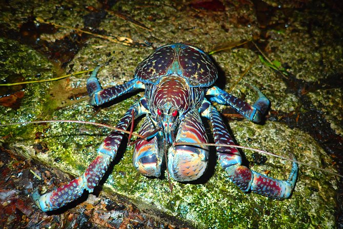 [Okinawa Miyako] Natural Planetarium! Starry Sky & Subtropical Jungle Night Tour - Wildlife Spotting Adventure