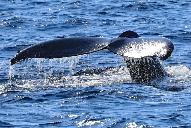 Okinawa Whale Watching From Naha - Duration: 4 Hours