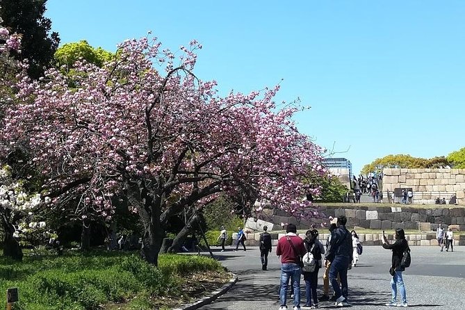 Private Full-Day Cherry-Blossom Tour of Tokyo With Tsukiji - Expert Tour Guide
