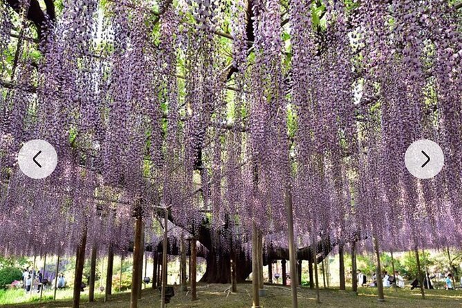 Tokyo Private Day Tour by Car With English Speaking Driver Guide - Pricing and Booking Information