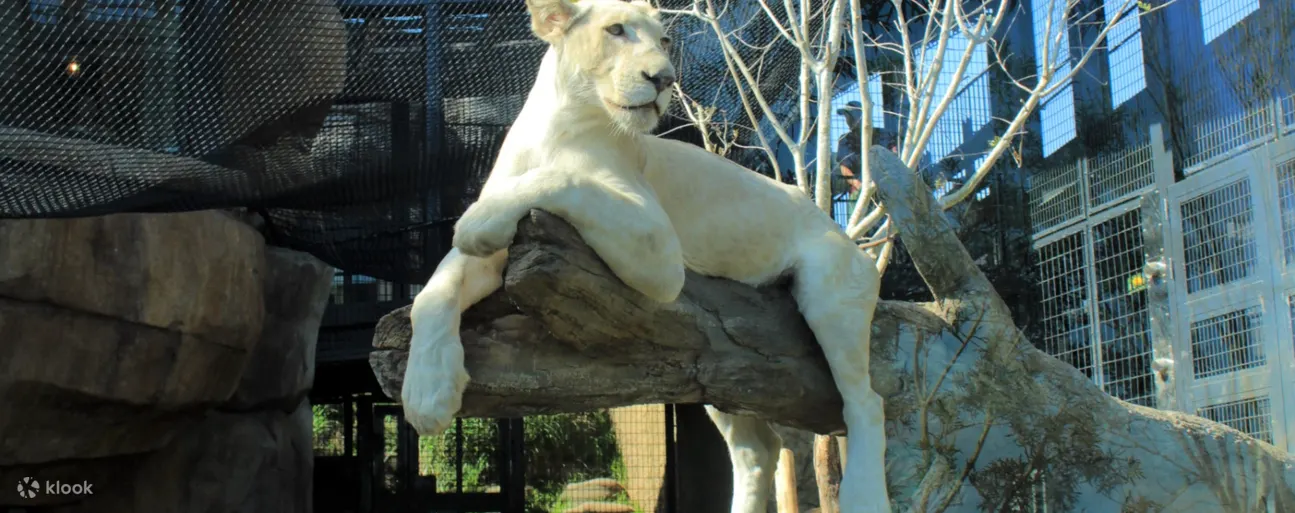 Okinawa Zoo & Museum Admission Ticket - Gallery and Learning Opportunities at Okinawa Zoo & Museum