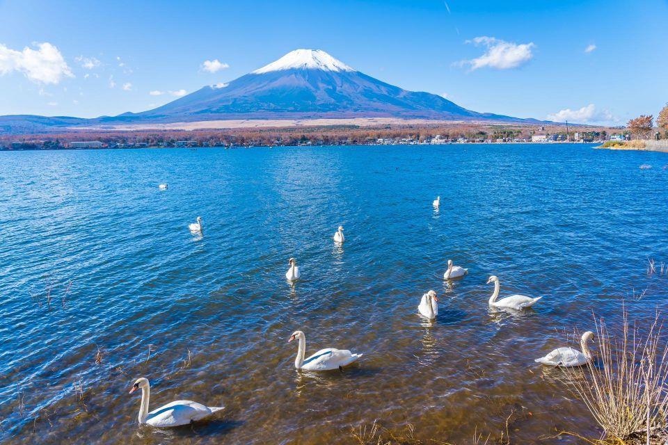 1-Day Trip: Mt Fuji Kawaguchi Lake Area - Traveler Feedback