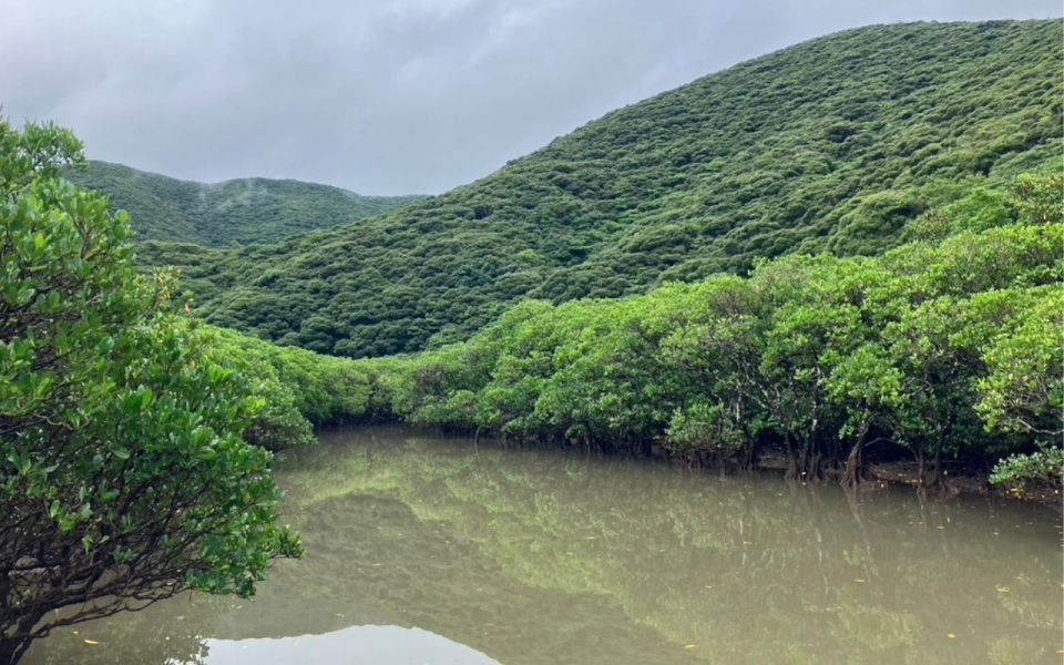 Amami: 朝のマングローブカヤックツアー - Booking and Payment