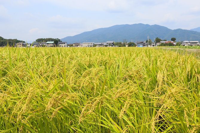 Backroads Exploring Japan's Rural Life & Nature: Half-Day Bike Tour Near Kyoto - Weather Conditions