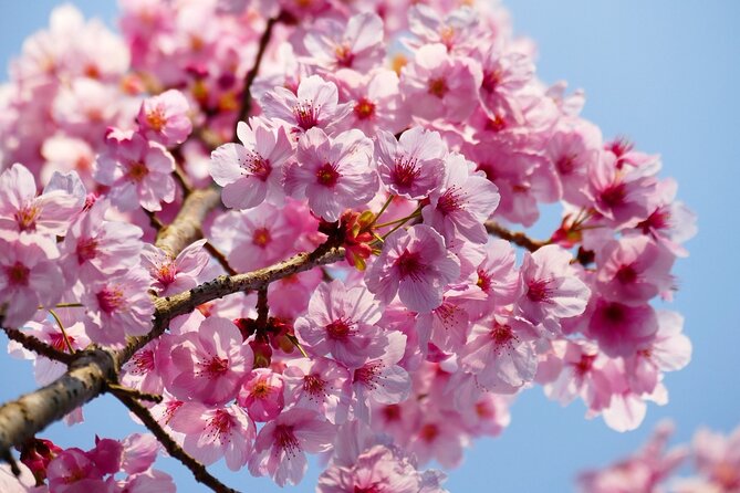 Cherry Blossom Private Tour - Cherry Blossom Season and Locations