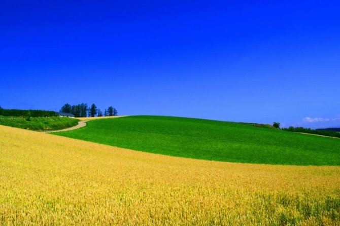 Hokkaido Highlights of Flower Blossom, Asahiyama Zoo& Blue Pond「Aoi-Ike」! - A Day of Adventure at Asahiyama Zoo