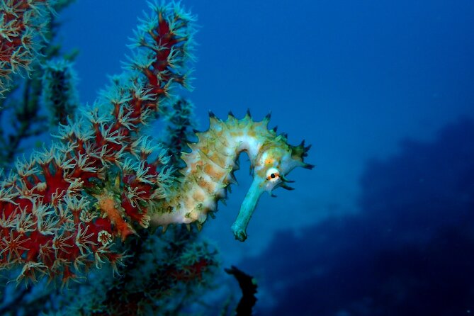 Let'S Enjoy Scuba Diving in Izu Oceanic Park Izu Peninsula for Certificate Diver - Additional Info