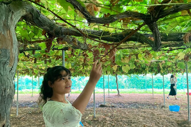 Mt. Fuji, Mt Fuji Panoramic Ropeway & Seasonal Fruits Picking - Reviews