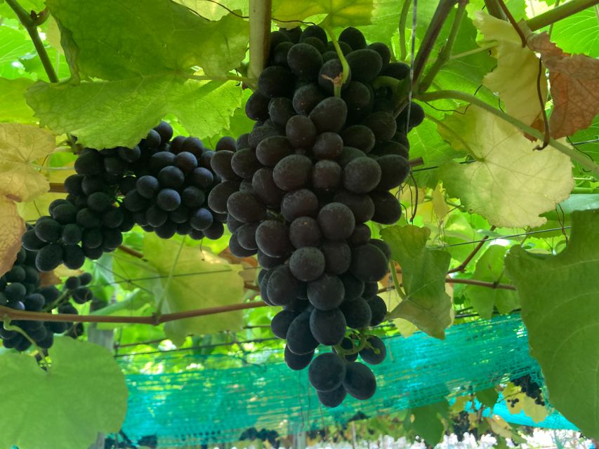 Mt. Fuji, Panoramic Ropeway & Seasonal Fruits Picking - The Sum Up