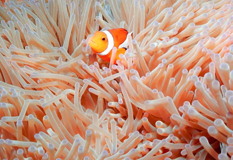 Naha, Okinawa: Keramas Island Snorkeling Day Trip With Lunch - Review Summary