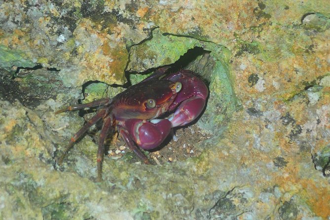 [Okinawa Miyako] Natural Planetarium! Starry Sky & Subtropical Jungle Night Tour - Thrilling Night Tour