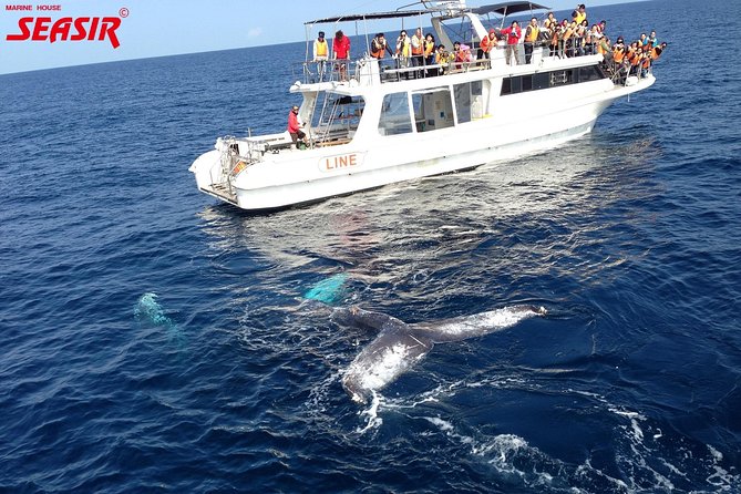Okinawa Whale Watching From Naha - Ticket: Mobile Ticket