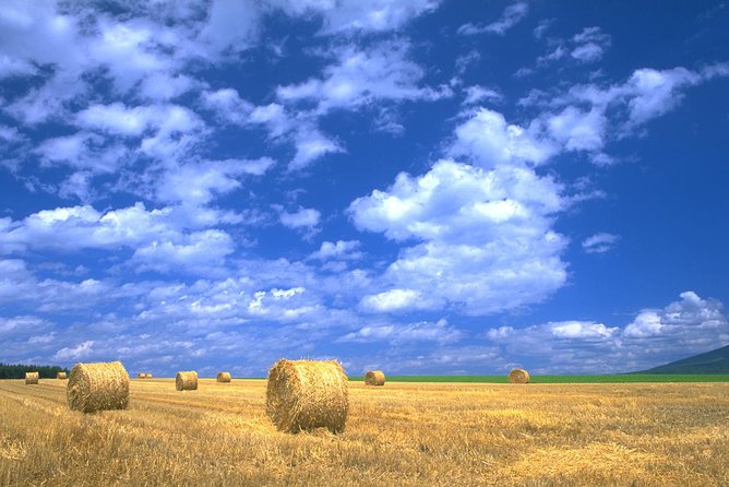 SkyExpress: Furano & Biei Customised Private Day Tour (Up to 8 Passengers) - Customer Reviews