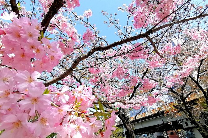 Tokyo Cherry Blossoms Blooming Spots E-Bike 3 Hour Tour - The Sum Up