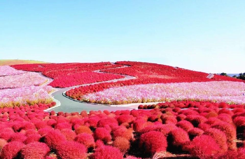 Tokyo: Ibaraki, Hitachi Park & Oarai Isosaki Shrine Day Trip - Important Information