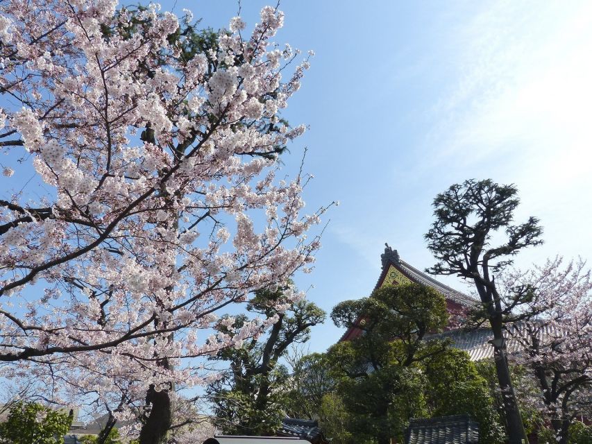 Tokyo: Private Cherry Blossom Experience - Experiencing Japanese Cuisine and Tradition During Hanami