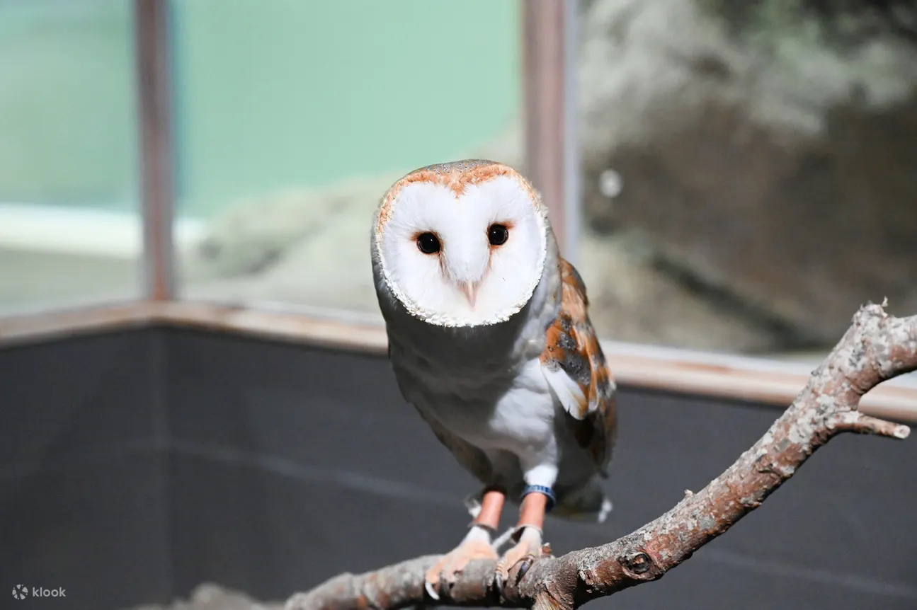 DMM Kariyushi Aquarium Ticket in Tomigusuku - Often Booked Together