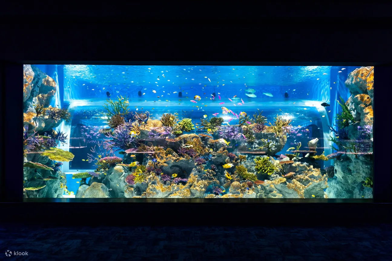 DMM Kariyushi Aquarium Ticket in Tomigusuku - Package Options