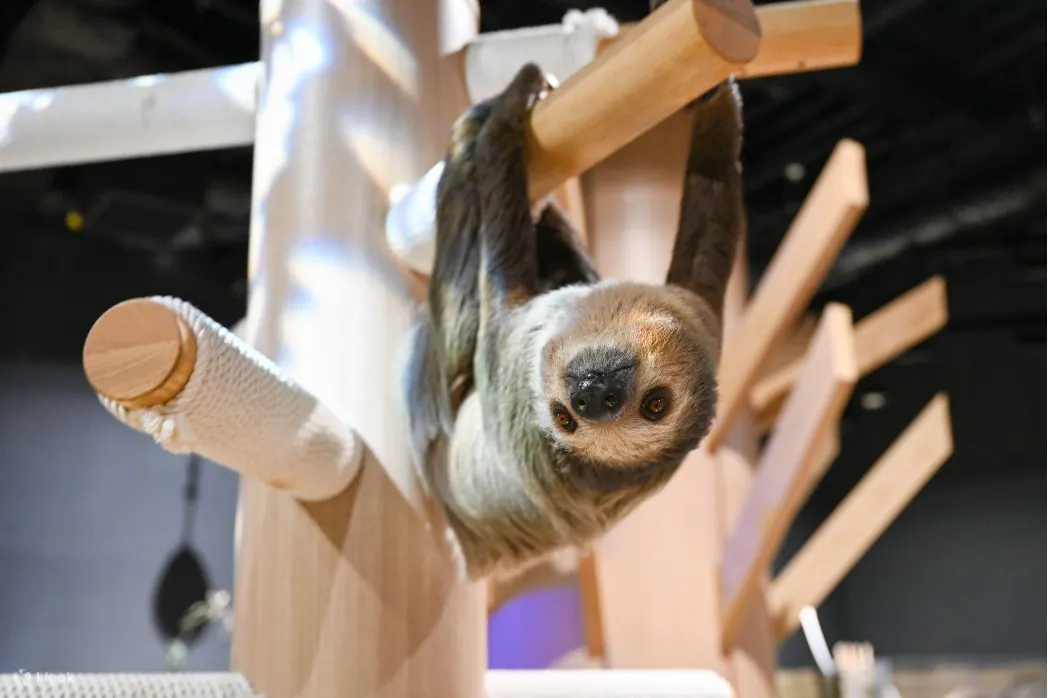 DMM Kariyushi Aquarium Ticket in Tomigusuku - What to Expect