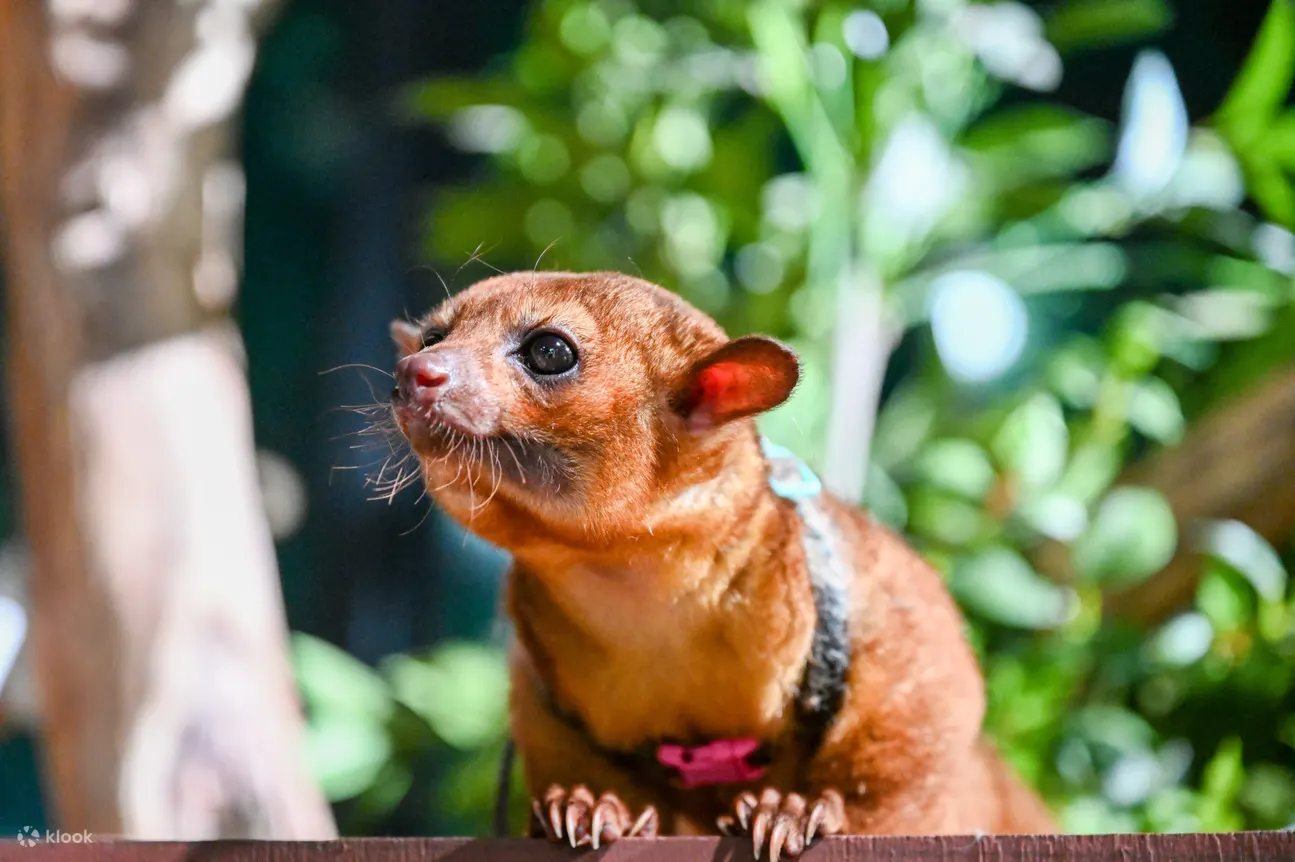 DMM Kariyushi Aquarium Ticket in Tomigusuku - Frequently Asked Questions