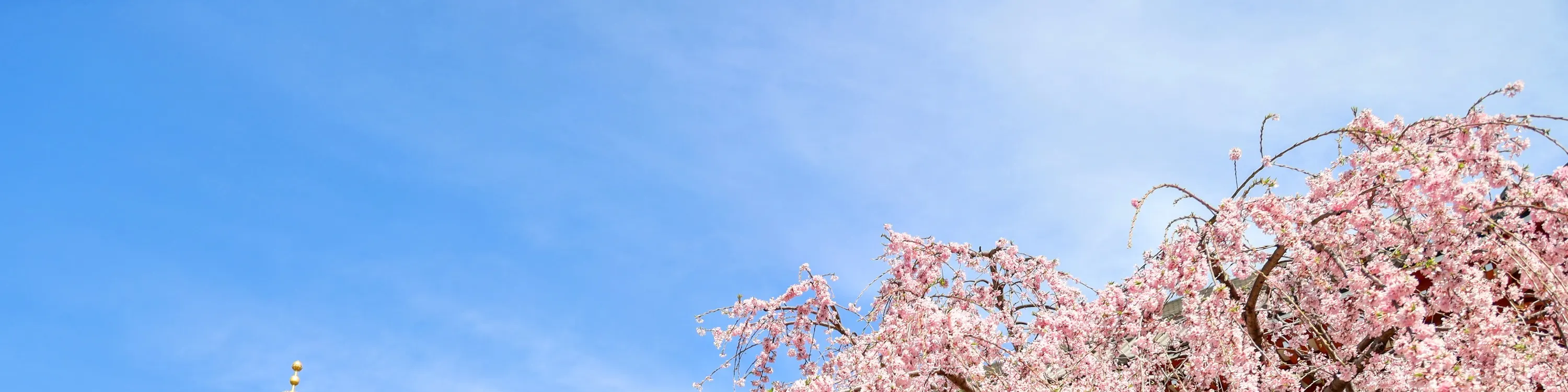 Tokyo Amazing Sightseeing Bus Day Tour - Frequently Asked Questions