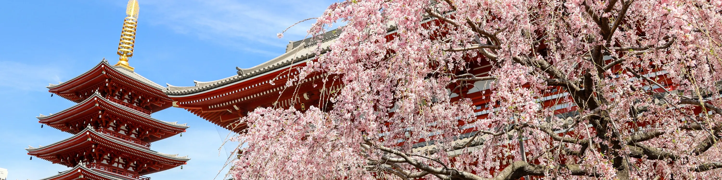 Tokyo Amazing Sightseeing Bus Day Tour - What to Expect