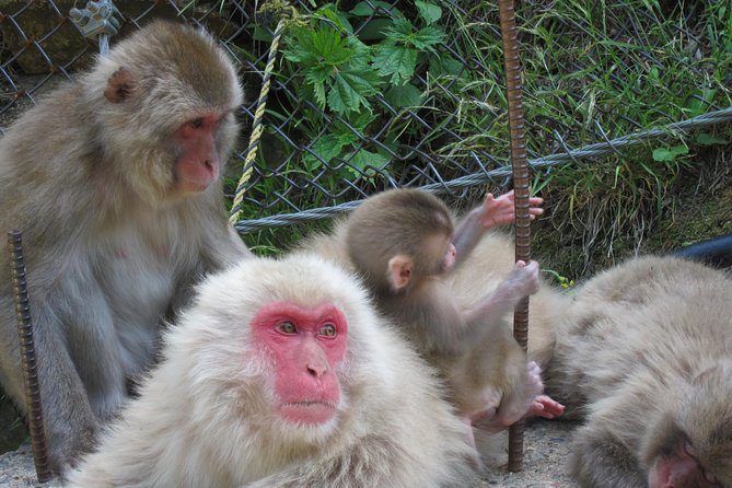 Explore Jigokudani Snow Monkey Park With a Knowledgeable Local Guide - Frequently Asked Questions
