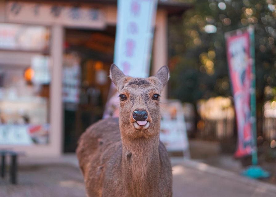 From Kyoto or Osaka: Private Walking Tour Through Nara - Pickup and Transportation Details