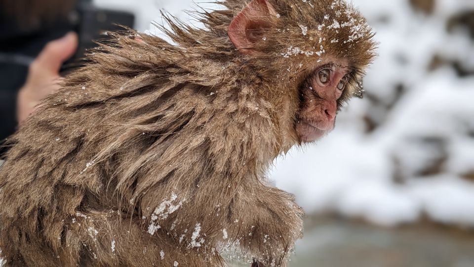 From Tokyo: Snow Monkey 1 Day Tour With Beef Sukiyaki Lunch - Additional Details