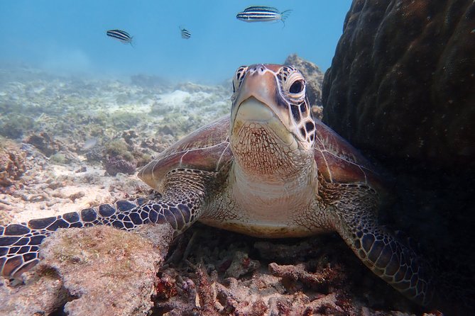 [Miyako] Great View Beach Sup/Canoe & Sea Turtle Snorkeling! - Enjoying the Scenic Coastal Views