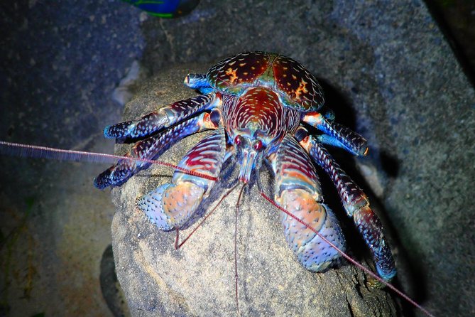 [Okinawa Iriomote] Night Adventure Tour - Frequently Asked Questions