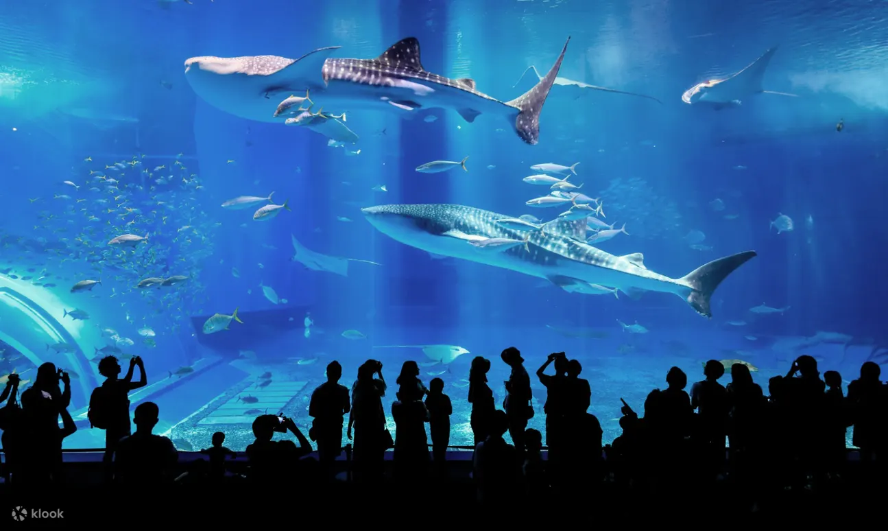 Churashima Okinawa Bus Day Tour (Naha or Chatan Departure) - Souvenir Shopping in Okinawa