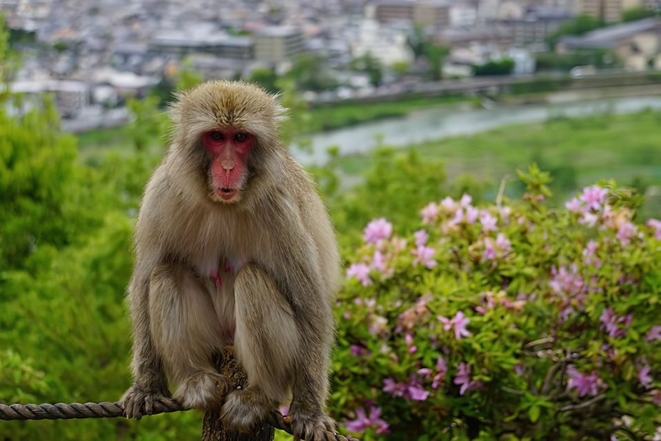 Arashiyama Kyoto Bamboo Forest, Monkey Park & Hidden Gems - Frequently Asked Questions
