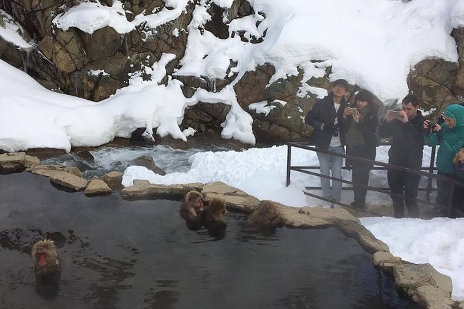 Explore Jigokudani Snow Monkey Park With a Knowledgeable Local Guide - The Sum Up