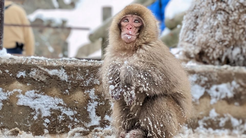 From Tokyo: Snow Monkey 1 Day Tour With Beef Sukiyaki Lunch - Background