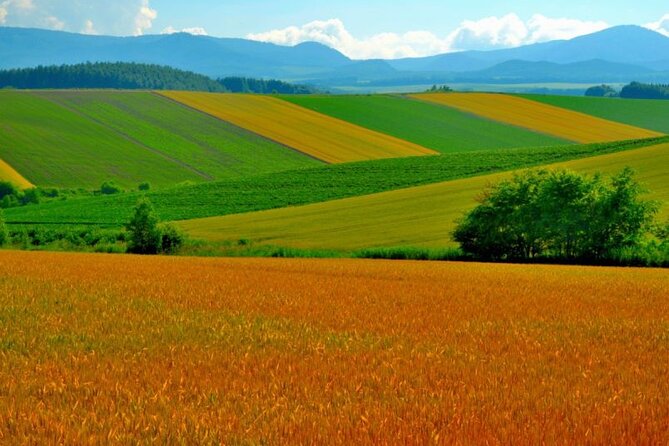 Furano & Biei 6 Hour Tour: English Speaking Driver Only, No Guide - The Sum Up