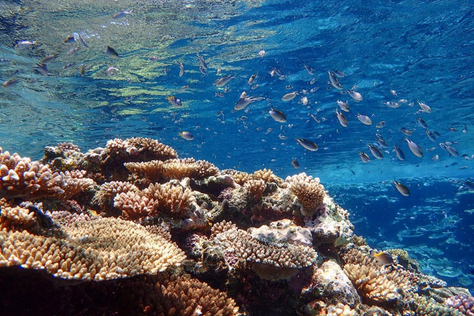 Ishigaki Island: SUP/Kayaking and Snorkeling at Blue Cave - Directions