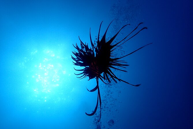 Let'S Enjoy Scuba Diving in Izu Oceanic Park Izu Peninsula for Certificate Diver - Frequently Asked Questions